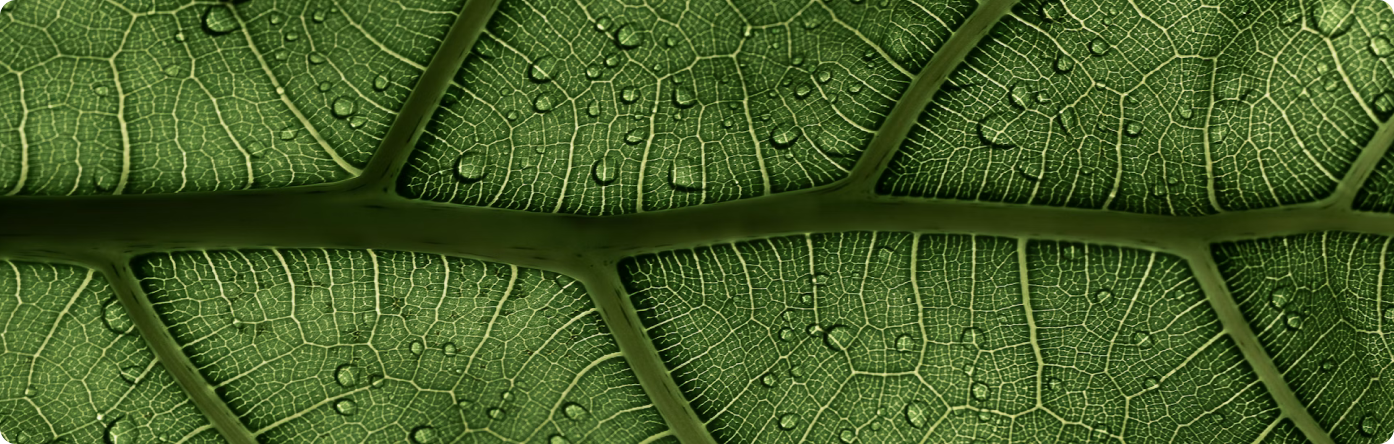 Detail Blatt mit Wassertropfen